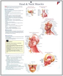 human fetal circulation